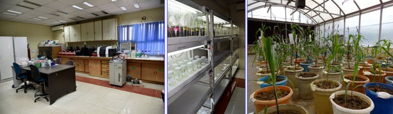 Plant molecular biology lab, tissue culture lab and transgenic glasshouse at Delhi Unit
