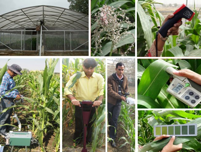 Phenotyping tools in Maize Physiology Lab