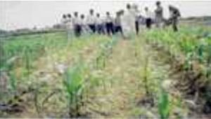 Farmer receiving baby corn training materials