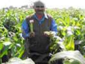 Baby corn field demonstration