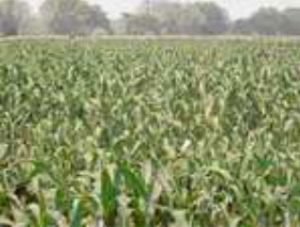 Baby corn field cultivated with HM 4 hybrid