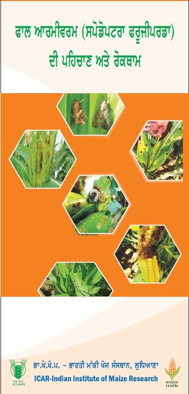 Fall Armyworm Identification and Management (Punjabi)